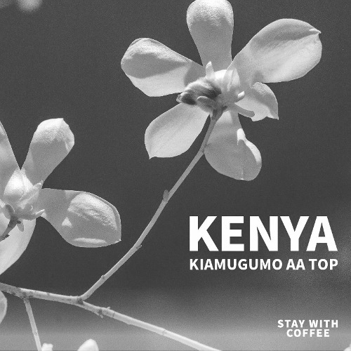 [21.06~21.08] 케냐 키아무구모 AA TOP::스테이위드커피